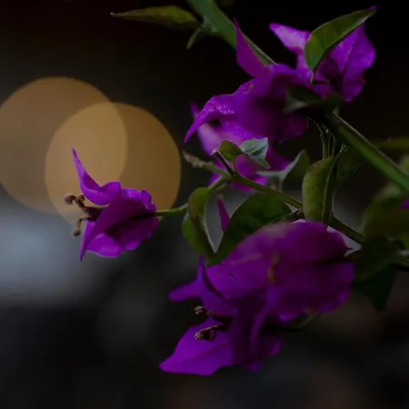 Sal Marina Deluxe * Lajares