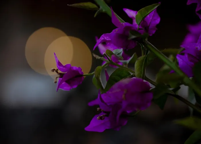 Sal Marina Deluxe * Lajares